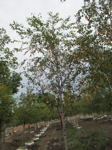 Birch, Prairie Dream 16ft, 2-12 c...