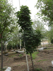 Maple, Columnar Norway 11ft, 2 cal...