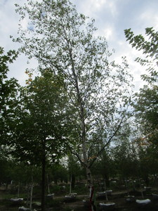 Birch, Whitespire 19ft, 3 caliper...
