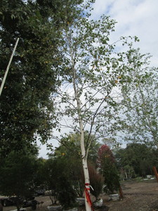 Birch, Whitespire 19ft, 3 caliper...