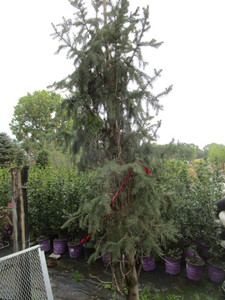 Spruce, potted 15 gallon...