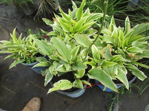 Variegated Hosta, qty 4...