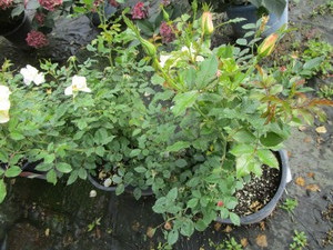 Roses, Easy Elegance, qty 2...