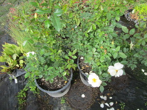 Roses, Easy Elegance, qty 2...