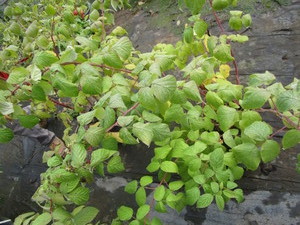 Raspberries, qty 2...