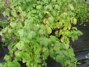 Raspberries, qty 3...