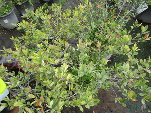 Chokeberry Shrubs, qty 4...
