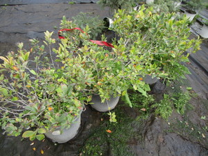 Chokeberry Shrubs, qty 3...