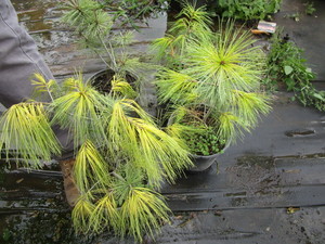 White Pines, qty 4...
