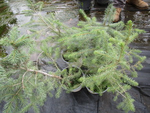 Spruce potted 15 - 20, qty 4...