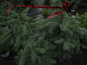Potted Black Hills Spruce, approx 2...