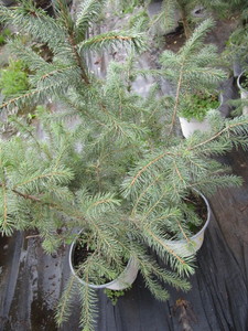 Potted Black Hills Spruce, approx 1...