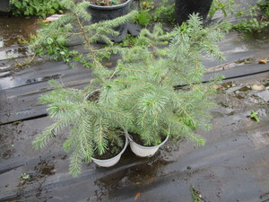 Potted Black Hills Spruce, approx 1...