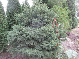 Spruce, Black Hills, approx 5ft...