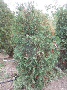 Arborvitae, Techny, approx 6ft...