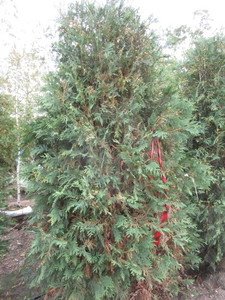 Arborvitae, Techny, approx 6ft...