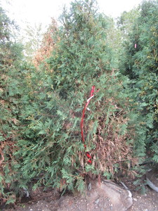 Arborvitae, Techny, approx 6ft...