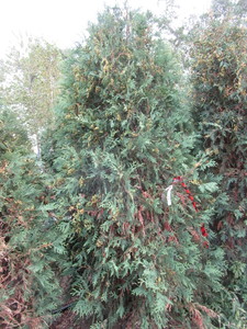 Arborvitae, Techny, approx 6ft...