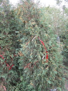 Arborvitae, Techny, approx 6ft...