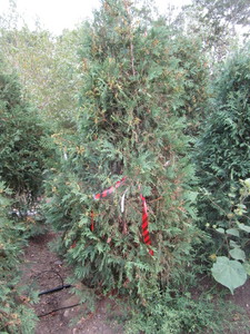 Arborvitae, Techny, approx 6ft...