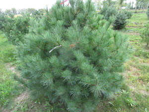 White Pine, Approx 5ft...