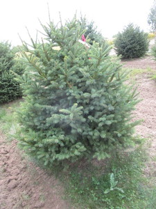 Black Hills Spruce, approx 5ft...