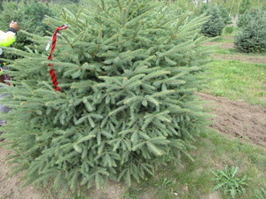 Black Hills Spruce, approx 5ft...