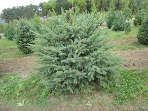 Black Hills Spruce, approx 5ft...