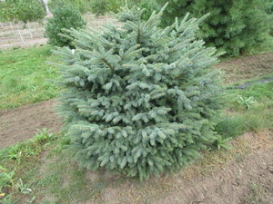 Black Hills Spruce, approx 4ft...