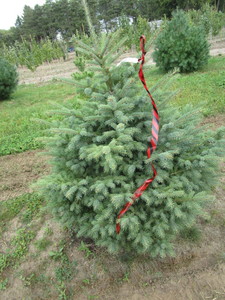 Black Hills Spruce, approx 4ft...