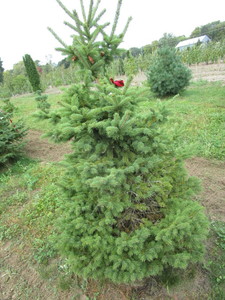 Black Hills Spruce, approx 4-12ft...