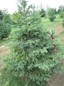 Black Hills Spruce, approx 5ft...