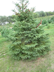 Black Hills Spruce, approx 8ft...
