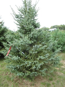 Black Hills Spruce, approx 8ft...
