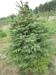 Black Hills Spruce, approx 5ft...