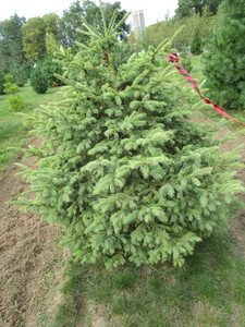 Black Hills Spruce, approx 4ft...