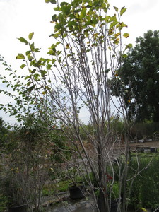 Serviceberry, potted...