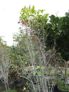 Serviceberry, potted...