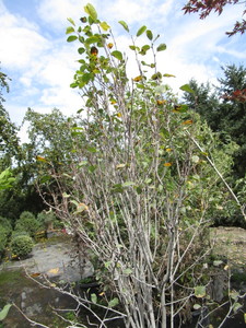Serviceberry, potted...
