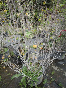Serviceberry, potted...