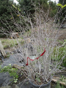 Serviceberry, potted...