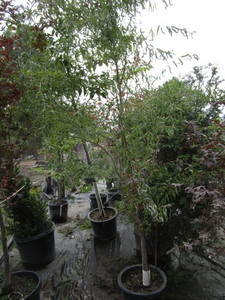 Willow, potted...