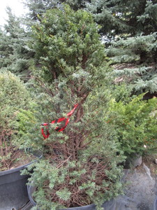 Yew, Columnar...