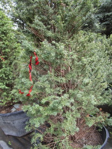 Yew, Columnar...