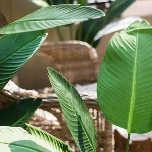 lot 802 image: Roughly 7.5 Foot tall FauxTravelers Palm Tree in Decorative Basket
