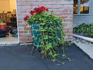 lot 208 image: Outdoor Plant in Large Ceramic Planter