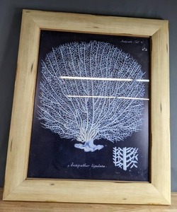 lot 314 image: Antipathes Ligulata Coral Illustration Framed Art X