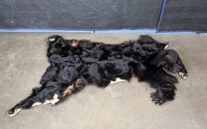lot 474 image: Black Bear Skin Pelt R
