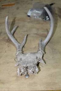 lot 385 image: Buck Antlers