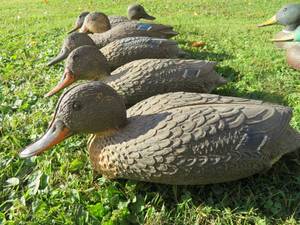 DUCK DECOYS
